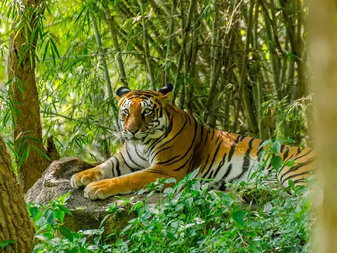 Muthanga Wildlife Sanctuary